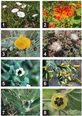 Low Pollinator Sharing Between Coexisting Native and Non-native Plant Pairs: The Effect of Corolla Length and Flower Abundance